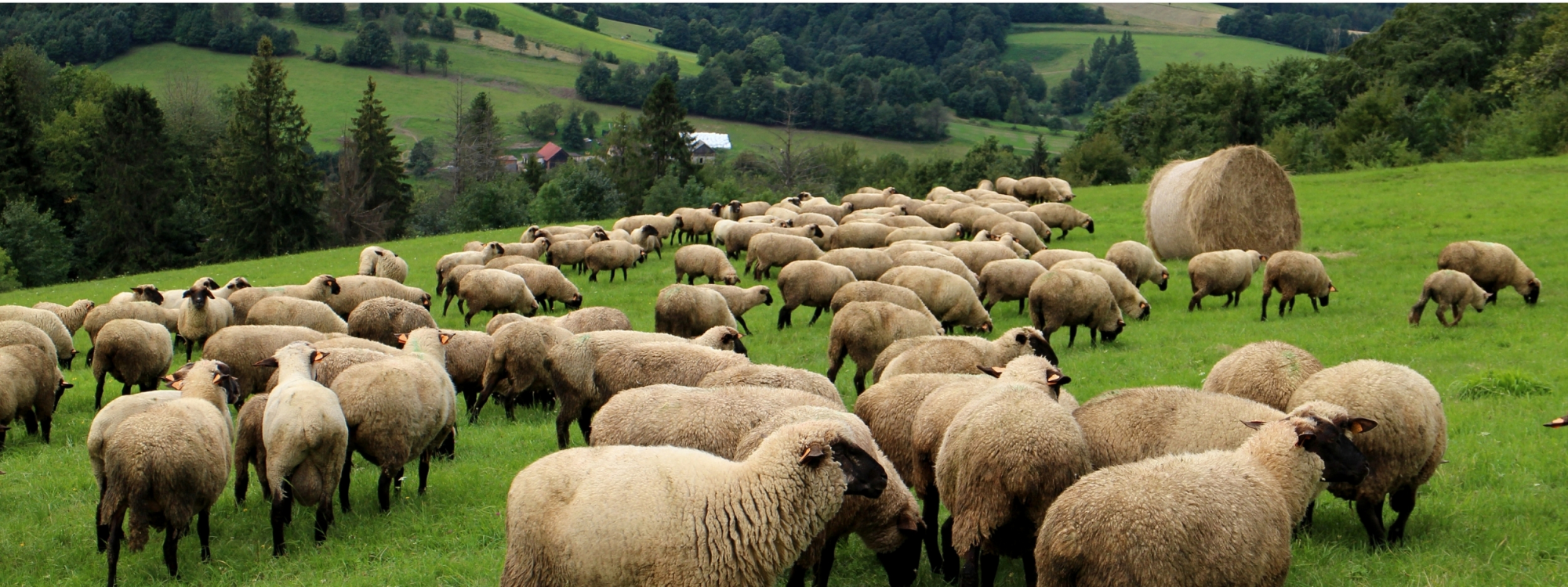 Park Krajobrazowy Beskidu Śląskiego